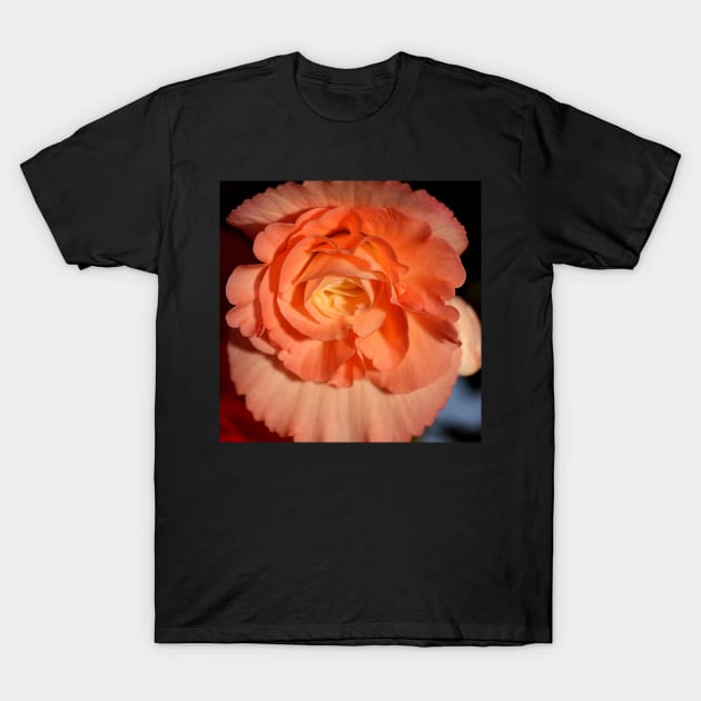 Apricot-pink Tuberous Begonia T-Shirt by Carole-Anne